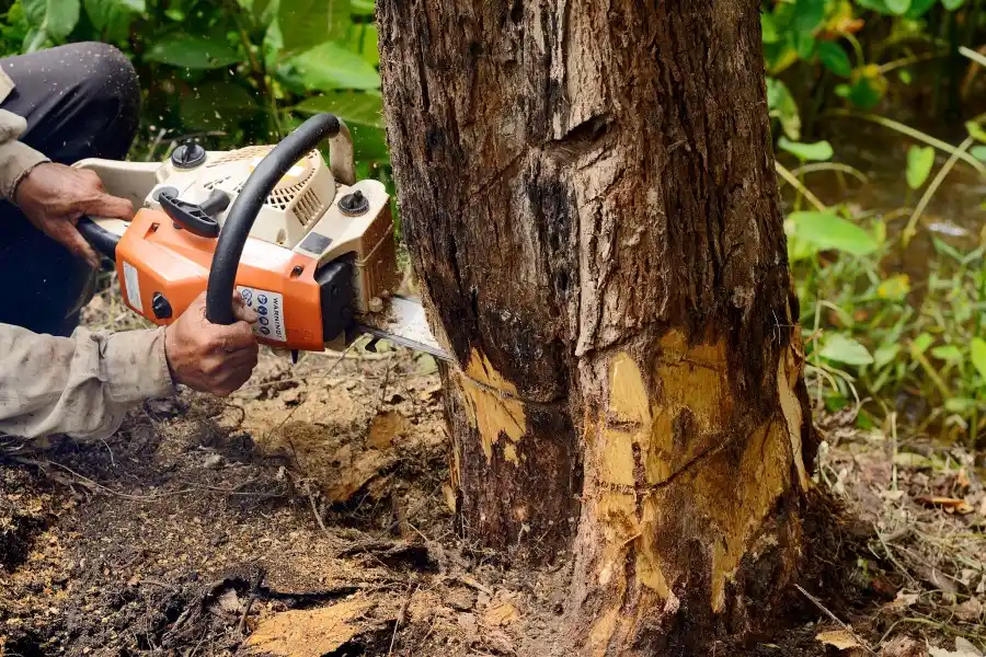 Dead Tree Removal